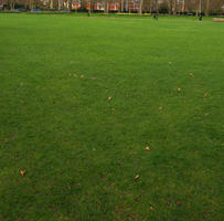 day, England, eye level view, grass, London, park, spring, The United Kingdom, tree