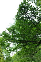 below, branch, day, England, natural light, The United Kingdom, tree, Woking