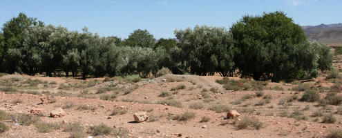 bush, day, desert, direct sunlight, eye level view, grass, ground, grove, Morocco, natural light, nature, open space, Ouarzazate, outdoors, palm, plant, sunlight, sunny, sunshine, tree