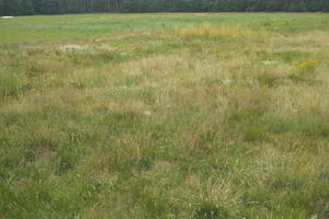 day, diffuse, diffused light, eye level view, grass, grassland, natural light, Poland, summer, Wielkopolskie