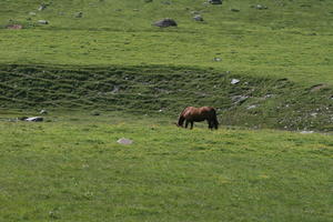 day, elevated, horse, mountain, natural light, Switzerland, Switzerland