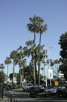 4x4, below, Cannes, classic car, day, eye level view, France, palm, Provence Alpes Cote D