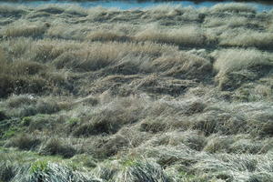 day, direct sunlight, eye level view, grass, Poland, Poznan, spring, sunny, Wielkopolskie