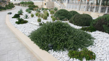 autumn, bush, day, diffuse, diffused light, eye level view, flowered bush, garden, kerb, Malta, natural light, shrub