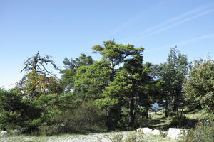 autumn, coniferous, day, eye level view, France, Greolieres, mountain, pine, Provence Alpes Cote D