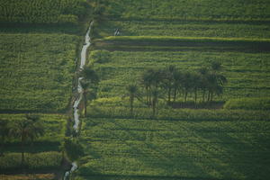 aerial view, dusk, East Timor, Egypt, Egypt, field, palm, tree, vegetation