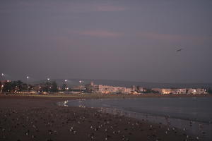 artificial lighting, beach, bird, coastline, dusk, Essaouira, eye level view, Morocco