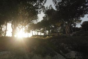 Alicante, below, dusk, silhouette, Spain, tree, Valenciana, vegetation