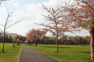 alley, blooming, blossom, day, deciduous, England, eye level view, grass, London, park, spring, sunny, The United Kingdom, tree