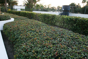 bush, dusk, eye level view, Florida, hedge, Miami, The United States, winter