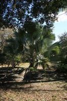 day, eye level view, Florida, Miami, natural light, palm, park, sunny, The United States, tropical, vegetation, winter