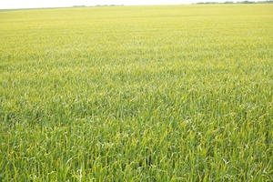 crop, day, eye level view, field, France, natural light, plant, spring