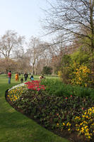 bush, day, deciduous, England, eye level view, flower, flower field, grass, London, park, shrub, spring, sunny, The United Kingdom, tree