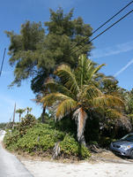 bush, day, eye level view, Florida, palm, road, Sarasota, sunny, sunshine, The United States, tree, winter