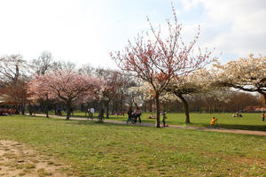 blooming, blossom, day, deciduous, England, eye level view, grass, London, park, spring, sunny, The United Kingdom, tree