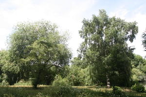 broad-leaf tree, broad-leaved tree, day, England, eye level view, London, park, summer, sunny, The United Kingdom, tree