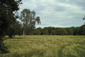 autumn, birch, bright, day, England, eye level view, field, grass, London, park, The United Kingdom, vegetation