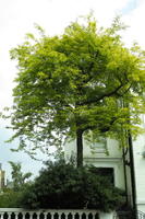 below, day, England, eye level view, London, overcast, spring, street, The United Kingdom, tree, urban, vegetation