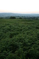 dusk, elevated, fern, field, natural light, summer, The United Kingdom, vegetation, Wales