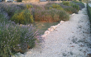 bush, Croatia, diffuse, diffused light, eye level view, flowered bush, lavander, summer, sunset, Zadar, Zadarska