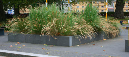 autumn, day, diffuse, diffused light, England, eye level view, grass, London, natural light, reed, shrub, The United Kingdom