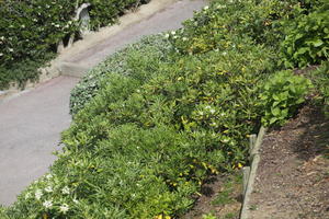 Aquitaine, Biarritz, bush, day, elevated, France, garden, plant, spring, sunlight, sunny, sunshine