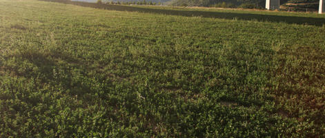 afternoon, day, direct sunlight, eye level view, field, France, summer, sunlight, sunny, sunshine, vegetation