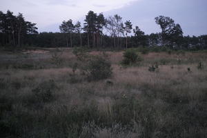 dark, dusk, evening, eye level view, grassland, Poland, shrubland, summer, Wielkopolskie