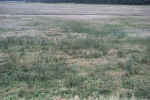 ambient light, countryside, day, eye level view, grass, marsh, overcast, Poland, Wielkopolskie, winter, Wolsztyn