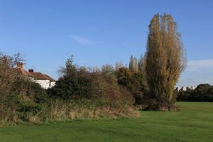 bush, day, England, eye level view, grass, London, natural light, park, sunny, The United Kingdom, tree