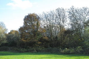 autumn, broad-leaf tree, broad-leaved tree, day, deciduous, England, eye level view, grass, London, park, sunny, The United Kingdom, tree, treeline