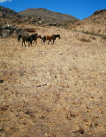 Arequipa, Arequipa, autumn, day, eye level view, horse, moorland, mountain, natural light, Peru, sunny, Valley of Volcanoes