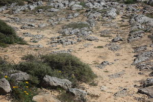 day, eye level view, Faro, Faro, flower, greenery, ground, looking down, open space, path, Portugal, rock, rockery, rocks, sand, seascape, shrub, summer, sunlight, sunny, vegetation