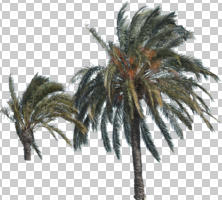 cutout, cutout trees, day, evergreen, eye level view, palm, Phoenix canariensis, sunny, winter