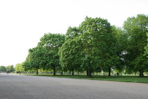 alley, broad-leaf tree, broad-leaved tree, day, deciduous, England, eye level view, London, park, spring, sunny, The United Kingdom, tree