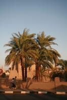 day, dusk, East Timor, Egypt, Egypt, eye level view, natural light, palm, street, vegetation