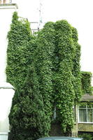 day, England, eye level view, ivy, London, overcast, plant, spring, street, The United Kingdom, urban, vegetation