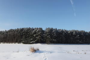 afternoon, bright, coniferous, day, eye level view, Poland, shrub, snow, sunny, tree, treeline, Wielkopolskie, winter