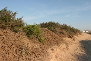 autumn, bush, day, desert, direct sunlight, Essaouira, eye level view, Morocco, natural light, sunlight, sunny, sunshine, vegetation