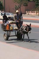 arabic, carriage, day, donkey, eye level view, man, Marrakech, Marrakesh, Morocco, natural light, street, sunny