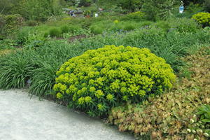 bush, day, England, eye level view, garden, natural light, park, plant, The United Kingdom, Woking