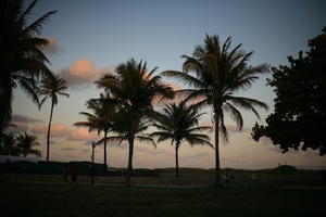 dusk, eye level view, Florida, Miami, palm, park, silhouette, The United States, vegetation, winter