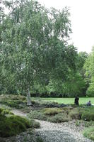 birch, day, England, eye level view, garden, natural light, park, The United Kingdom, tree, Woking