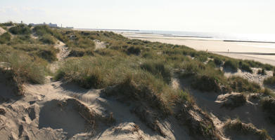 beach, Belgium, day, dunes, eye level view, grass, summer, sunny