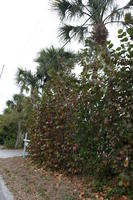 ambient light, bush, day, diffuse, diffused light, eye level view, Florida, overcast, palm, The United States, vegetation, winter