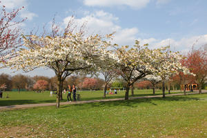 alley, blooming, blossom, day, deciduous, England, eye level view, grass, London, park, spring, sunny, The United Kingdom, tree