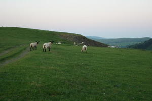 countryside, dusk, eye level view, field, grass, natural light, sheep, summer, The United Kingdom, vegetation, Wales