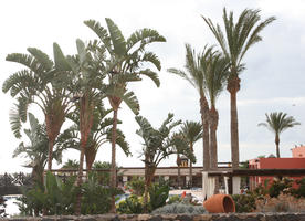 Canarias, day, eye level view, garden, Las Palmas, natural light, palm, Phoenix canariensis, Spain, summer