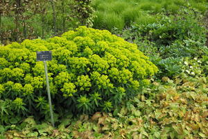 bush, day, England, eye level view, garden, natural light, park, plant, The United Kingdom, Woking