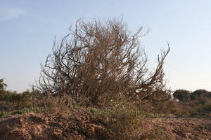 autumn, bush, day, desert, direct sunlight, Essaouira, eye level view, Morocco, natural light, sunlight, sunny, sunshine, vegetation